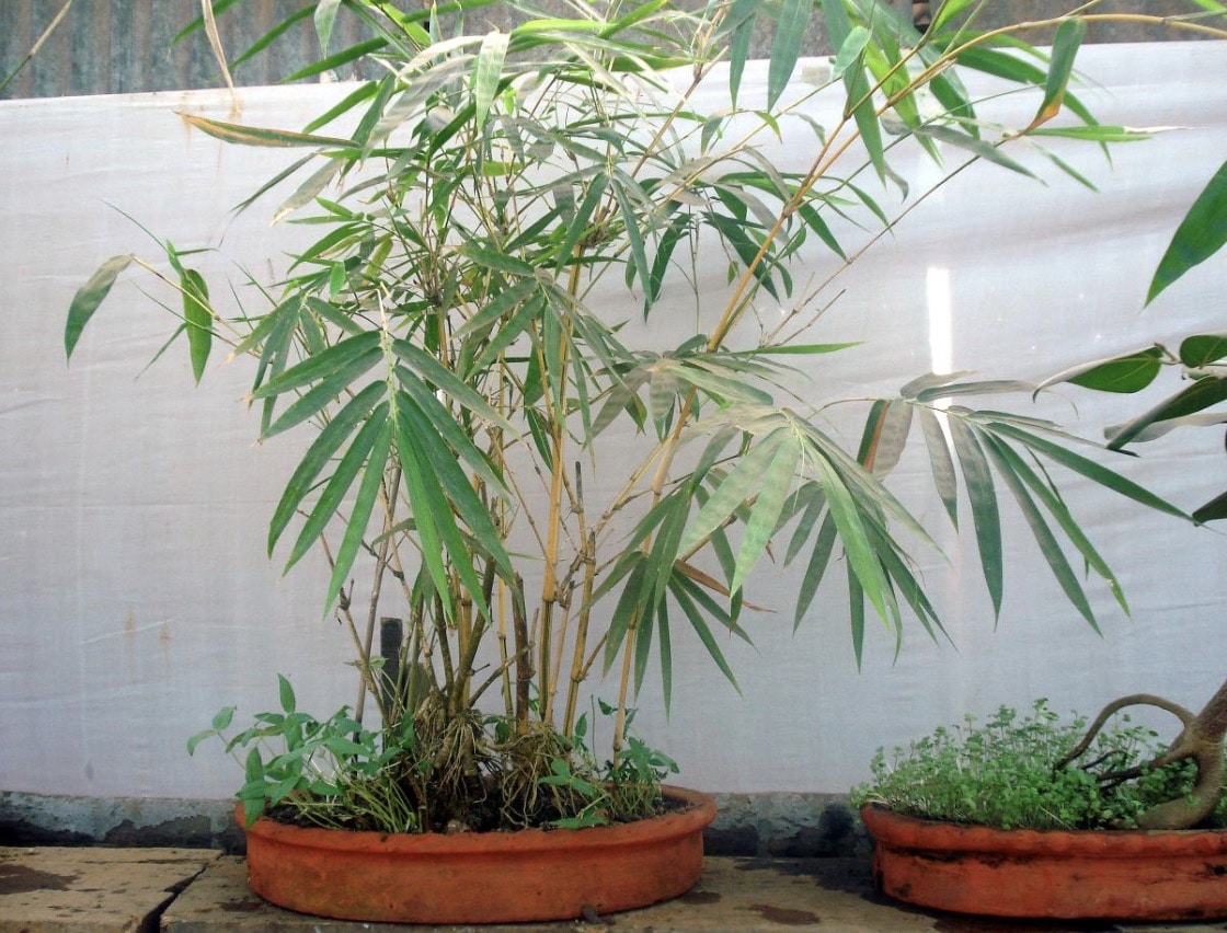 Bonsai Bamboo