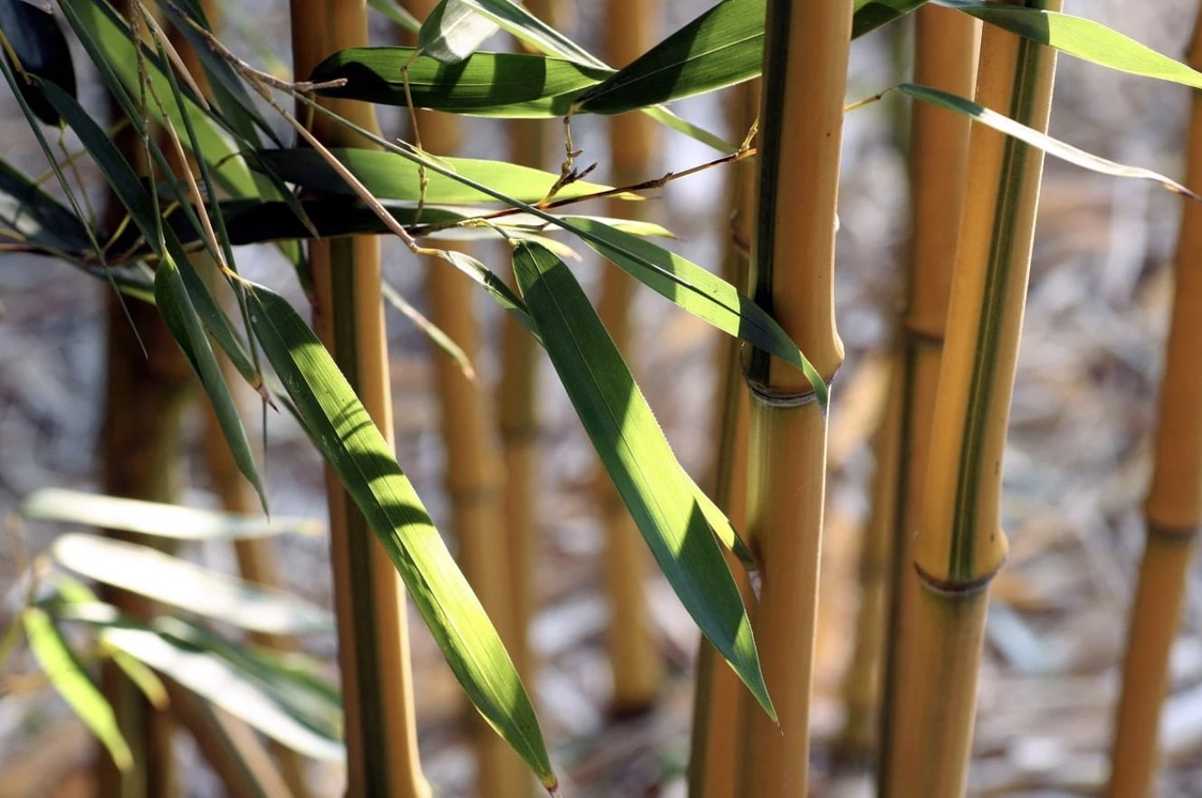 Bamboo will grow a new leaf layer after one to two months