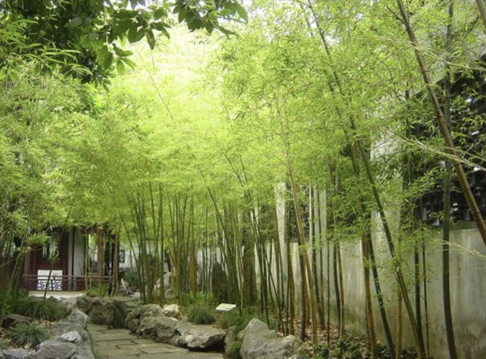 Healthy bamboo