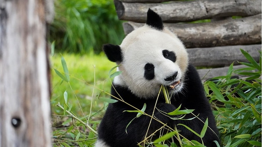 It doesn't destroy panda habitats.