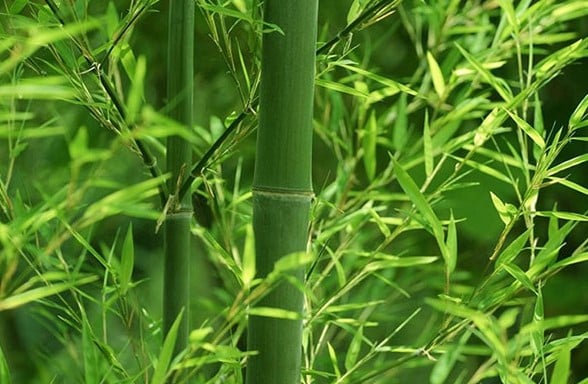 Bamboo Extract 3