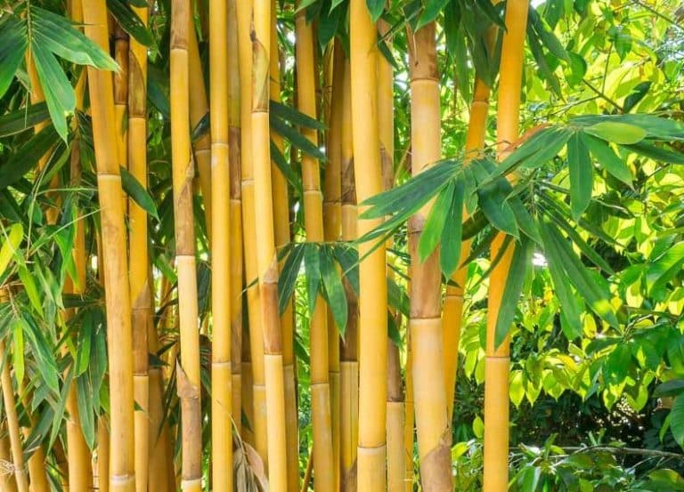 How Much Weight Can Bamboo Hold 2
