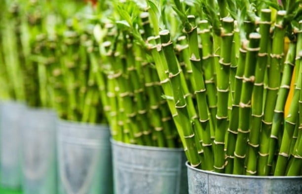 How To Propagate Clumping Bamboo 2