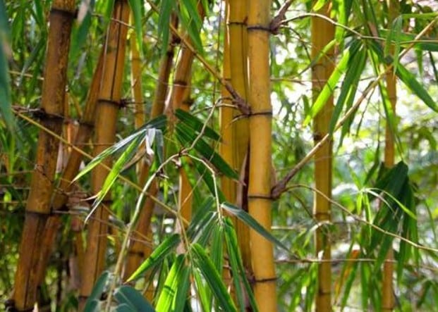 How To Propagate Clumping Bamboo 4