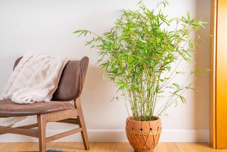 How to Grow a Bamboo 2