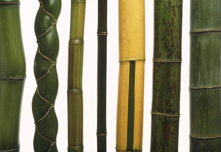 How to Make Bamboo Grow Straight 1