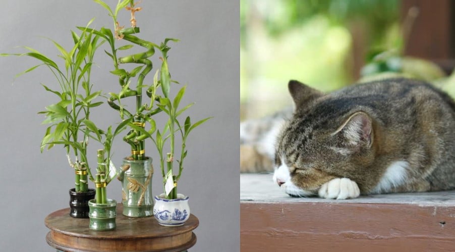 Is Lucky Bamboo Toxic To Cats 1