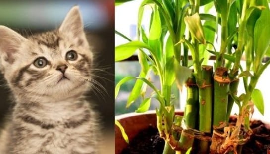 Is Lucky Bamboo Toxic To Cats 2