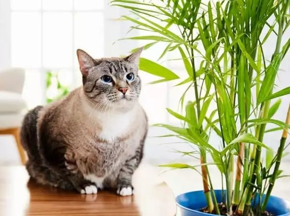 Is Lucky Bamboo Toxic To Cats 4